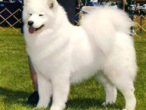 萨摩耶犬,微笑天使的起源、性格与养护指南
